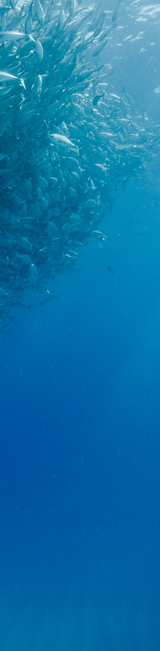 pay on intent - mobile